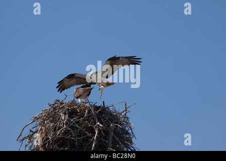 L'Osprey mâle poisson à nid pour s'accoupler. Banque D'Images