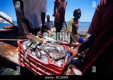 Déchargement de captures des pêcheurs au filet maillant Inhassoro Mozambique Banque D'Images