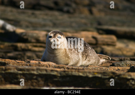 dh Common Seal UK Scotland Harbour Seals North Ronaldsay orkney phoca vitulina sans terre phocidae grande-bretagne Banque D'Images
