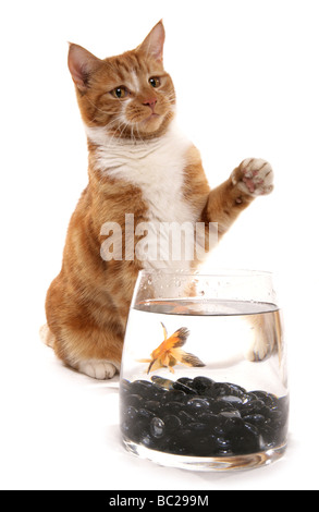 Chat de gingembre avec poissons rouges dans un bol Portrait Studio Banque D'Images