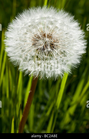 Dandelion seedhead Burgos Espagne Banque D'Images