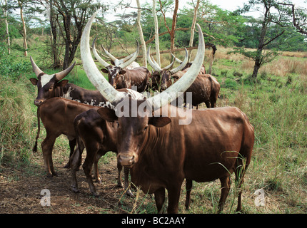 Bovins Ankole longicorne près de l'Afrique de l'Est Ouganda Masindi Banque D'Images