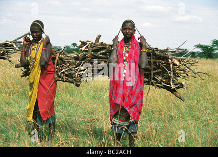 Masaï transporter le bois des plaines Aitong près de Masai Mara National Reserve Kenya Afrique de l'Est Banque D'Images