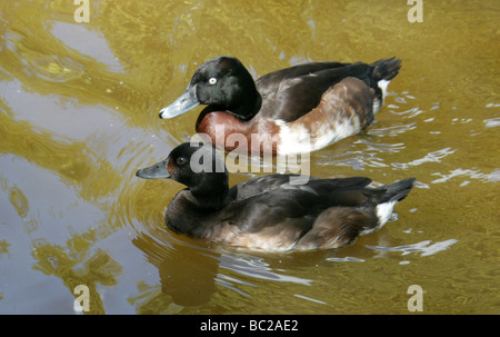 Une paire de Baer, milouin Aythya baeri, Anatidae, Ansériformes Banque D'Images