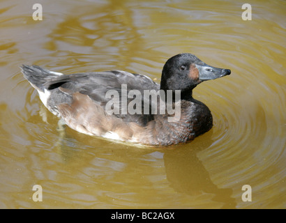 Baer Pochard (femelle), Aythya baeri, Anatidae, Ansériformes Banque D'Images