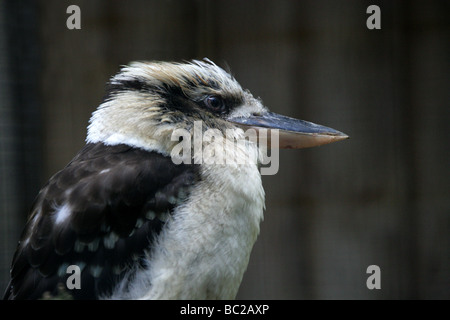 Laughing Kookaburra Dacelo novaeguineae, Halcyonidae, Kingfisher (famille), Coraciiformes. L'Est de l'oiseau d'Australie. Banque D'Images