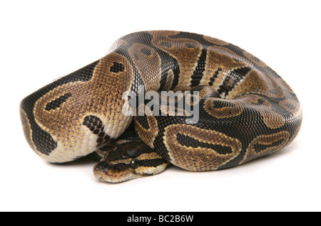 Python royal Python regius python boule aka portrait dans un studio Banque D'Images