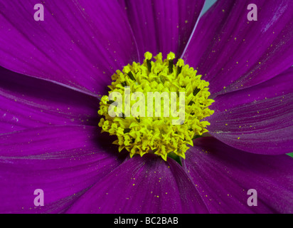 Sonate Cosmos Carmine (cosmea) Banque D'Images