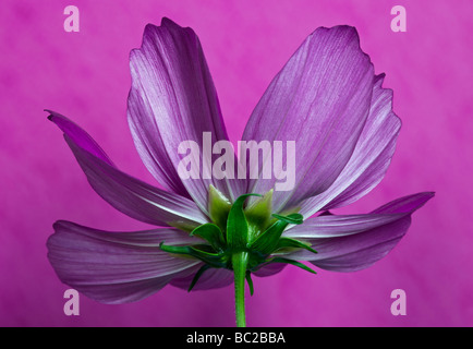 Sonate Cosmos Carmine (cosmea) Banque D'Images