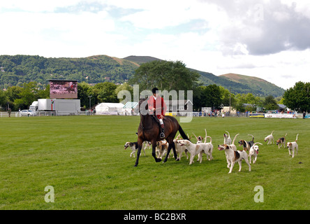 Huntsman et chiens à les trois comtés Show, Great Malvern, Royaume-Uni Banque D'Images