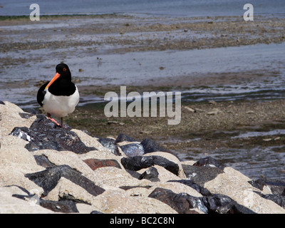 L'Huîtrier pie Haematopus leucopodus sur des oiseaux d'une pierre eau Digue Banque D'Images