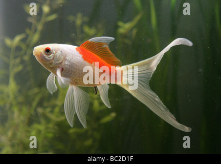 Saras goldfish comet fishtank portrait Banque D'Images