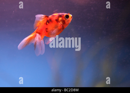 Portrait Goldfish Carassius auratus auratus fishtank Banque D'Images