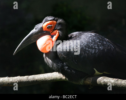 Au rez-de-sud calao, Bucorvus leadbeateri, Bucorvinae, Bucerotidae