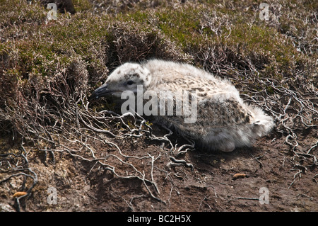 Blackbacked dh Moindre Moindre oiseau mouette Les mouettes goéland marin Larus fuscus black chick perdre des plumes duveteuses Banque D'Images