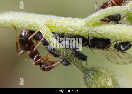 Lasius niger, le jardin noir, ant et les pucerons. La fourmi est en train de traire les pucerons. La fleur est un forget-me-not (Myosotis). Banque D'Images