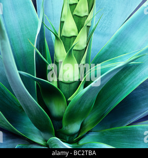 Agave bleu close up Banque D'Images