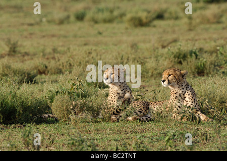 Stock photo de deux guépards reposant sur les plaines à herbes courtes de Ndutu, Tanzanie, février 2009. Banque D'Images