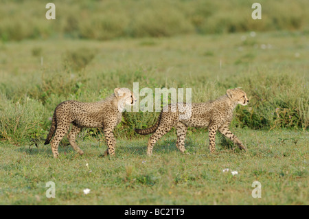 Stock photo de deux cheetah cubs de marcher à travers les plaines à herbes courtes de Ndutu, Tanzanie, février 2009. Banque D'Images