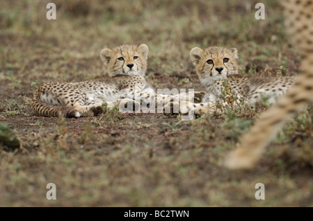 Stock photo de deux cheetah cubs à regarder leur mère à pied, en Tanzanie, 2009, Ndutu. Banque D'Images