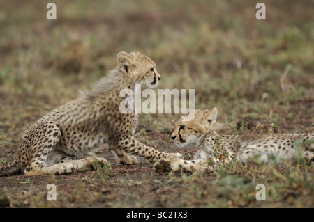 Stock photo de deux oursons cheetah ensemble, au repos, la Tanzanie, Ndutu Février 2009. Banque D'Images