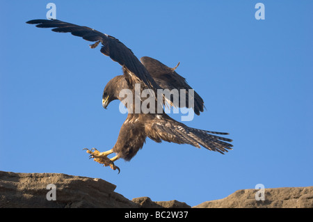 Hawk Buteo galapagoensis, Galapagos. Puerto Egas, l'île James, Galapagos, Equateur. Banque D'Images