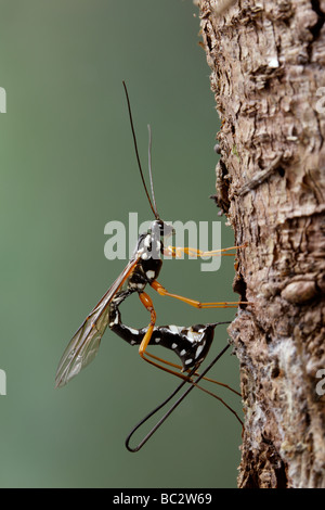 Rhyssa persuasoria wasp sabre plate à travers bois pour atteindre des larves de guêpe Banque D'Images