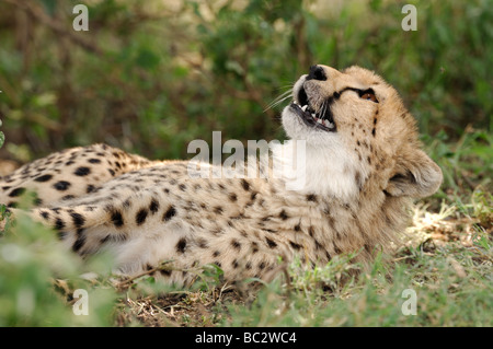 Stock photo d'un cheetah cub reposant dans l'herbe, le Parc National du Serengeti, Tanzanie, février 2009. Banque D'Images