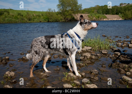 Chien border collie bleu merle portant un faisceau bleu se tenait dans un rocky river sur une journée ensoleillée Banque D'Images