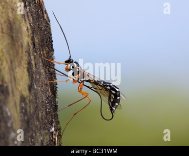 Rhyssa persuasoria wasp sabre plate à travers bois pour atteindre des larves de guêpe Banque D'Images