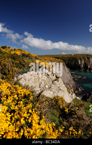 Vue depuis le chemin de la côte du Pembrokeshire, près de St d'ANC, le Pays de Galles, Royaume-Uni, l'ajonc jaune en premier plan Banque D'Images