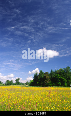 L'été un champ de fleurs renoncule floraison sous un ciel bleu avec des nuages à Hoddom Bridge Annandale Scotland UK Banque D'Images