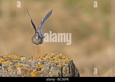 Mésange bleue sur les ailes battantes de roche couverts de lichens Banque D'Images