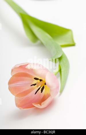 Couper Tulip Studio Shot Banque D'Images
