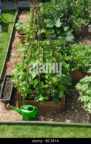 Lits de légumes relevée dans le jardin, UK Banque D'Images