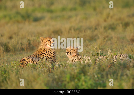 Stock photo de deux guépards reposant sur les plaines à herbes courtes de Ndutu, Tanzanie, février 2009. Banque D'Images