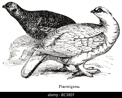 lagopèdes Banque D'Images