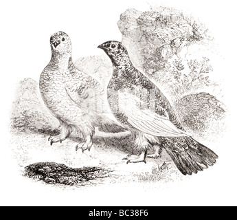 lagopèdes Banque D'Images