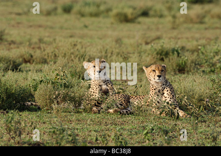 Stock photo de deux guépards reposant sur les plaines à herbes courtes de Ndutu, Tanzanie, février 2009. Banque D'Images