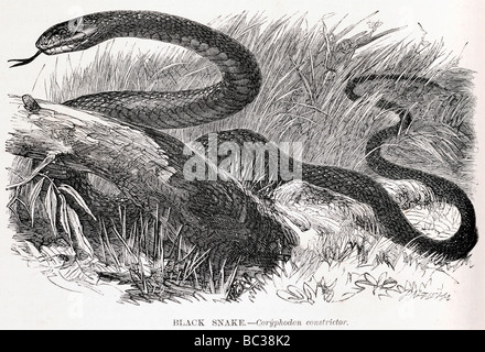 Black Snake coryphodon constrictor Banque D'Images