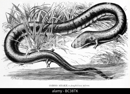 Amphiuma signifie serpent congo Banque D'Images