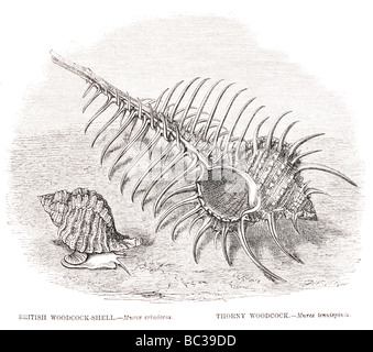 Woodcosk murex erinaceus britannique shell épineuse woodcock murex tenuispinis Banque D'Images