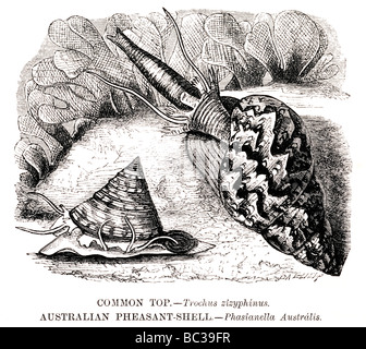 Haut commun zizyphinus troca coquillages faisan australienne phasianella australis Banque D'Images