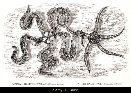 Fragile commun ophiocoma rosula star star sable blanc ophiurus albidus Banque D'Images