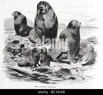 L'ours de mer du Nord Banque D'Images