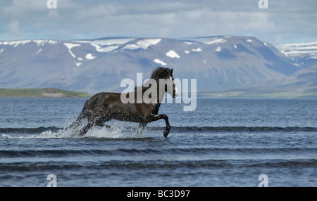Icelandic Horse running in fjord, Skagafjordur, Islande Banque D'Images