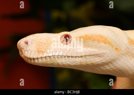 Gros plan de la tête d'un beau rouge Boa albinos de la queue. Banque D'Images