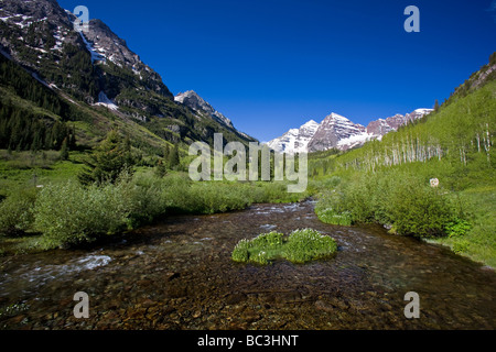 Maroon Bells Snowmass Wilderness Area Colorado USA. Fleur blanche en premier plan est la bistorte Bistorta bistortoides Ouest Banque D'Images