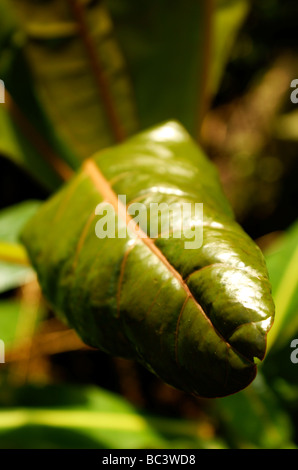 Feuille tropicale ressemble à un animal de la langue. Banque D'Images