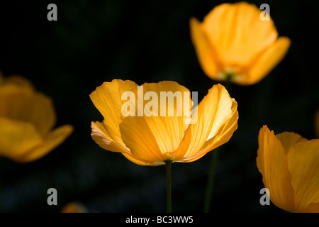 Coquelicots de Californie dans Van Dusen Garden, Vancouver, Canada Banque D'Images